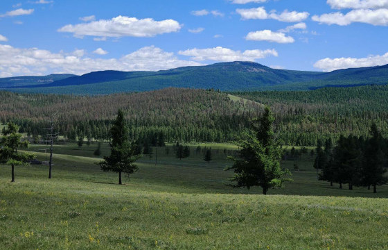 ОЙН ХӨНӨӨЛТ ШАВЖИЙН ЭКОЛОГИ, БИОЛОГИЙН ОНЦЛОГ, ШАВЖИЙН ОЛШРОЛ, ТАРХАЛТ, ГОЛОМТ БҮХИЙ ТАЛБАЙН ХЭМЖЭЭГ ТОГТООХ, ТЭМЦЭЛ ЯВУУЛАХ ТАЛБАЙ, АРГЫГ СОНГОХ СУДАЛГААНЫ АЖИЛ ЯВАГДАЖ БАЙНА