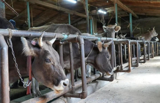 Сүүний фермүүдэд үхрийн үүлдэр угсааг тодорхой болгох чиглэл өгөв