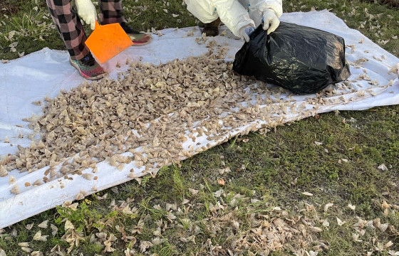 УЛСЫН ХЭМЖЭЭНД ЯВАГДАЖ БУЙ ОЙН ХӨНӨӨЛТ ШАВЖТАЙ ТЭМЦЭХ АЖЛЫН ГҮЙЦЭТГЭЛИЙН МЭДЭЭ