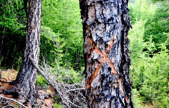 ДОРНОД АЙМГИЙН ОЙ БҮХИЙ СУМДЫН ОЙН САНД УЛСЫН ТӨСВИЙН ХӨРӨНГӨӨР ОЙ ЗОХИОН БАЙГУУЛАЛТЫН АЖИЛ ХИЙГДЭЖ БАЙНА