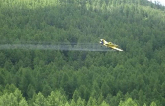 Нийслэлийн ногоон бүсэд намрын ойн хөнөөлт шавжийн тэмцлийн ажлыг үргэлжлүүлнэ