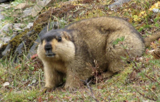 Ховд, Хөвсгөл аймагт тарвага агнахыг зөвшөөрлөө