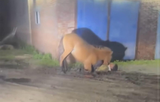 ХАЛХГОЛ СУМЫН ЗАСАГ ДАРГА: ХҮН ХАЗСАН АДУУ ТЭЖЭЭВЭР БАЙСАН УЧРААС ӨЛСӨХДӨӨ ХҮН РҮҮ ДАЙРЧ, ХАЗСАН БАЙХ