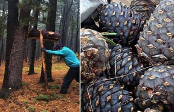 Богдхан уулнаас хууль бусаар олборлосон найман тонн самрыг хураан авчээ