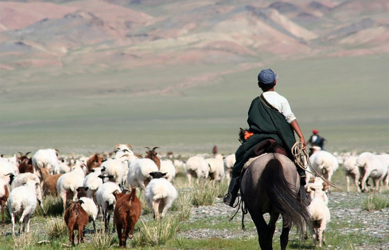 Хоршооны гишүүн малчинд хөнгөлөлттэй зээл олгохоор шийдвэрлэлээ