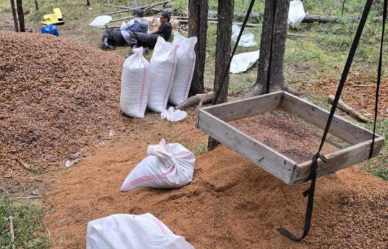 Эрүүгийн гэмт хэргийн шинжтэй зургаан хэргийг Экологийн цагдаагийн албанд шилжүүлжээ