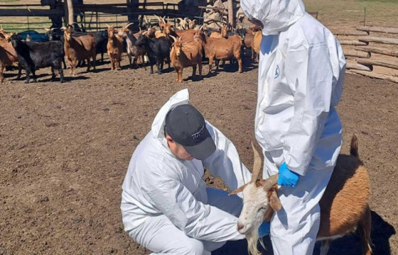 Бог малын мялзан өвчний тандалт судалгаа хийлээ