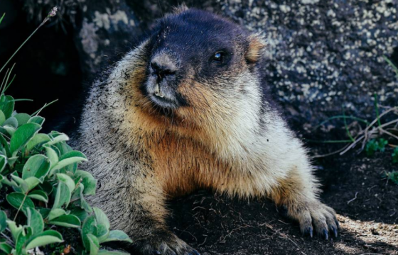 Дархан цаазат Богдхан ууланд хууль бусаар тарвага агнасан хэргийг шалгаж байна