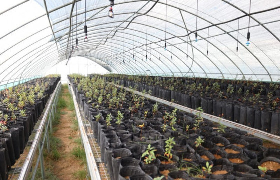 Өмнөговь аймаг 500 мянган модны тарьц, суулгац бэлтгэх мод үржүүлгийн газартай боллоо