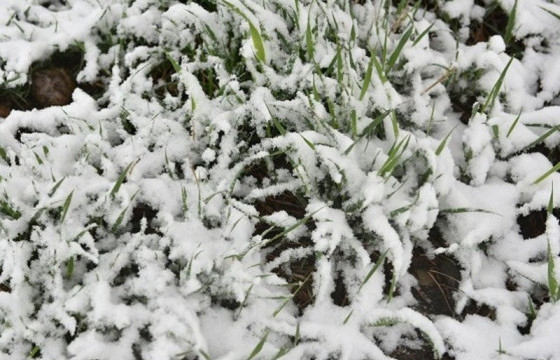 Нойтон цас орж, тариалангийн бүс нутгаар цочир хүйтэрч болзошгүйг анхааруулж байна
