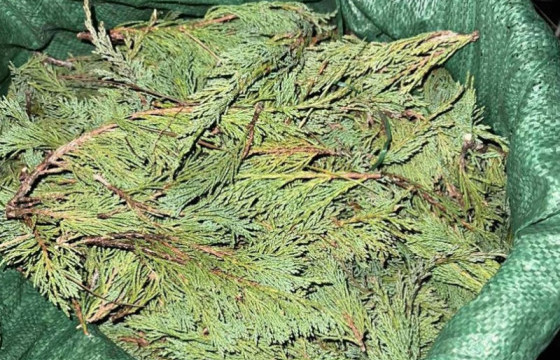 Ховор ургамалд тооцогдох 