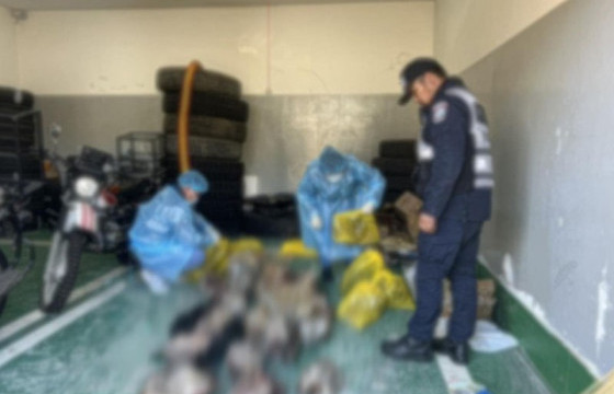 Гучин ширхэг тарваганы тулам тээвэрлэж явсан этгээдийг саатууллаа