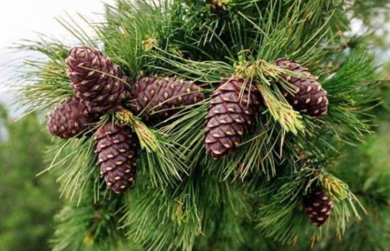 Самар түүхээр яваад алга болсон иргэнийг эсэн мэнд олжээ