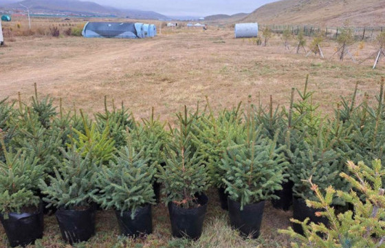 Маргааш бүх нийтээрээ мод тарих өдөр