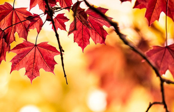 ЦАГ АГААР: 16 хэм дулаан