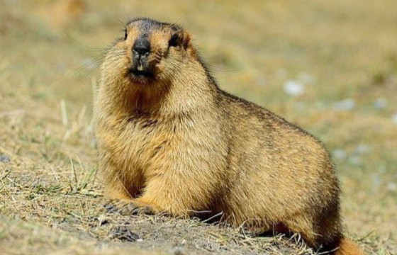 ЗӨСҮТ: Тарвага үлдээсэн байж болзошгүй байна гээд 