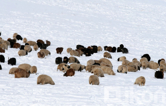 Өвөлжилтийн бэлтгэл 98.5 хувийн гүйцэтгэлтэй байна
