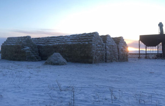 Өвөлжилтийн бэлтгэл 87.4 хувьтай байна