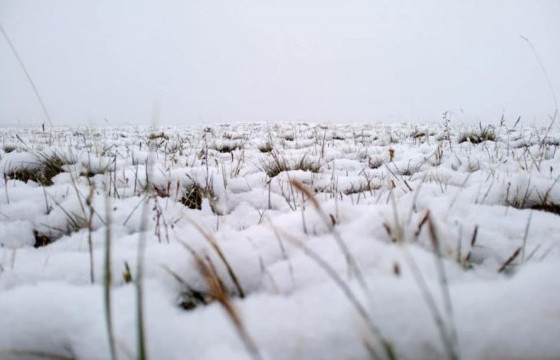 Төвийн болон баруун аймгийн нутгаар цас орж, шуурна 