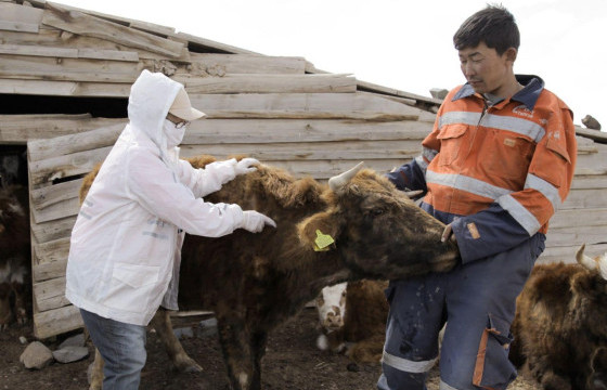 Хүн, малын зооноз халдварт бруцеллёз өвчний халдвар илрүүлэх тандалт хийгдэж байна.