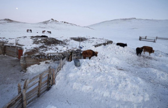 Баян-Өлгий, Увс, Ховд, Говь-Алтай зэрэг аймаг зудын эрсдэл өндөр байна