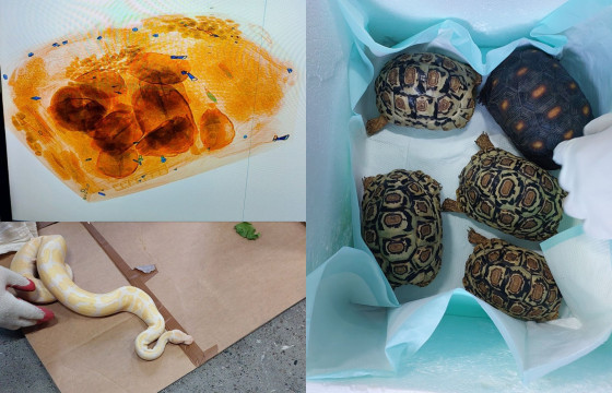  “СУВИНЕР, ХУВЦАС, ШИНЭ ЖИЛИЙН ТОГЛООМ” ГЭЖ ГААЛЬД МЭДҮҮЛСЭН БАРААНААС АМЬД МОГОЙ, ЯСТ МЭЛХИЙ ИЛРҮҮЛЖЭЭ