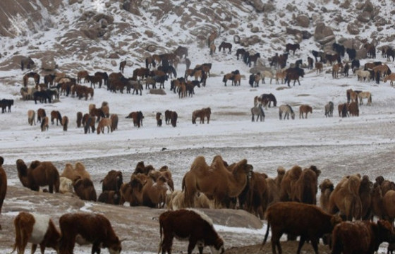 2024 онд 57.6 сая толгой мал тоологдлоо