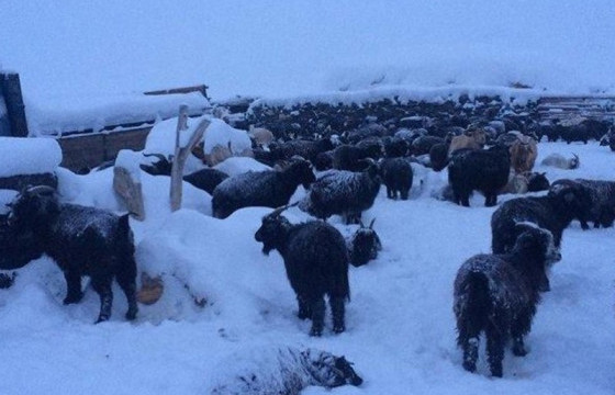 Увс, Ховд, Завхан, Говь-Алтай, Хөвсгөл, Баянхонгор, Архангай зэрэг аймагт зудын эрсдэл өндөр байна
