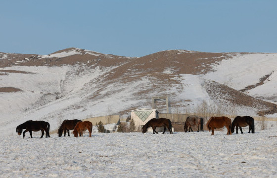 Нийслэлийн хэмжээнд 412 мянга гаруй толгой мал байна