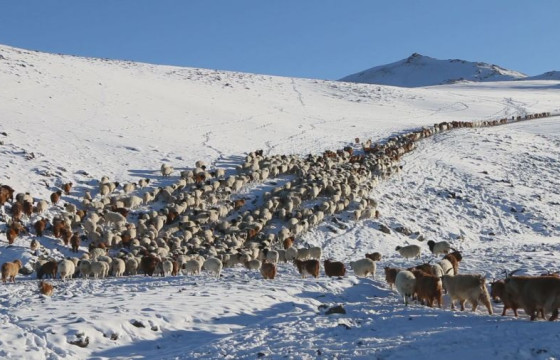 Отрын бүс нутагт 12 аймгийн 36 сумын малчид өвөлжиж байна