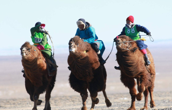 Өмнөговь аймагт “Түмэн тэмээний баяр” болно