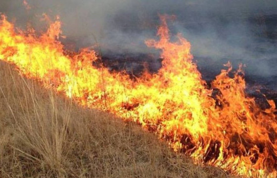 Өвөлжөө шатсаны улмаас таван тонн өвс, гурван тугалтай үнээ шатжээ