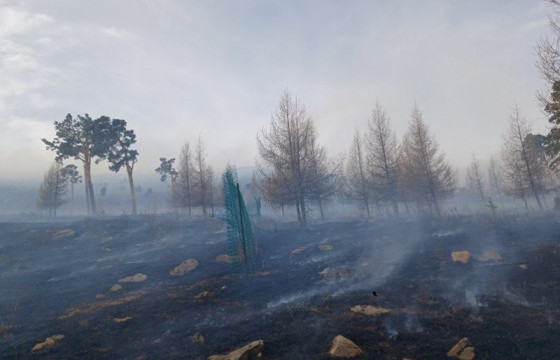 Улсын хэмжээнд ой, хээрийн 82 түймэр бүртгэгджээ