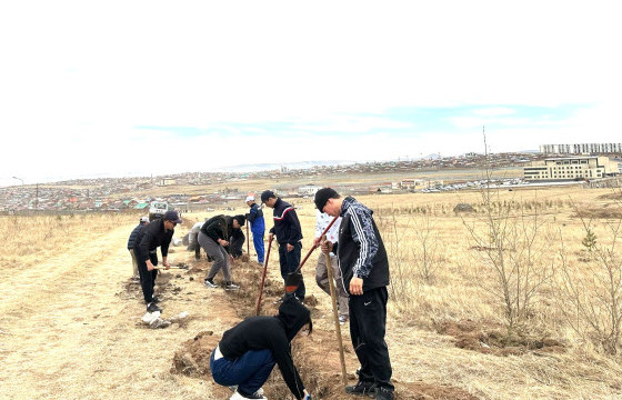 БТСУХ-ныхон Налайх дүүрэгт 2240 хайлаас мод тарив