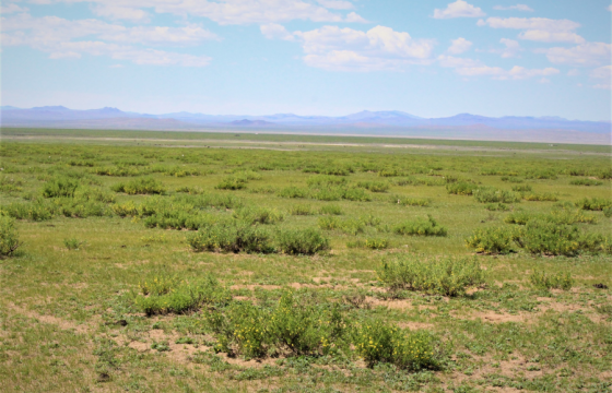 100 гаруй аймагт ургамлын гарц муу байна