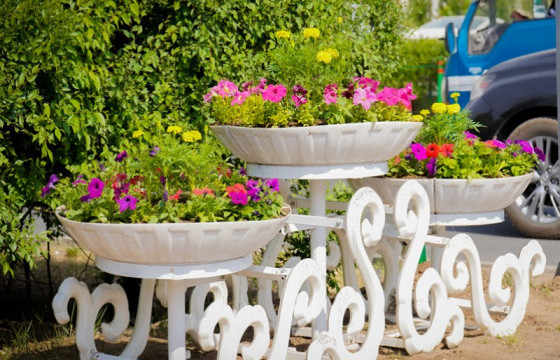 Сонгинохайрхан дүүргийн хэмжээнд 12 байршилд 35700 гоёлын цэцэг тарьж байна