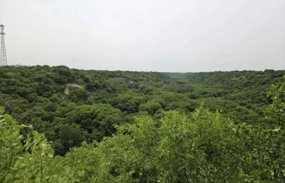 Хятадын Тунляо хотын “Их цөнхөл” байгалийн хамгаалалтын бүсээр зочиллоо