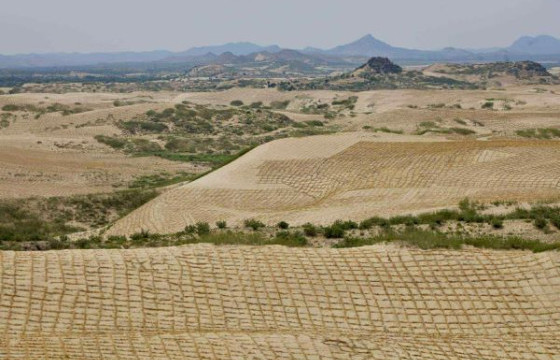 Элсэрхэг газар нутагт мод, бутлаг ургамал тарьж элсний нүүдлийг зогсоожээ