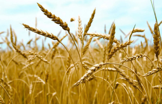 259.5 мянган га-д улаанбуудай тариалжээ