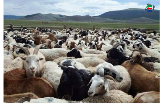 ХОНЬ 250–350 МЯНГАН ТӨГРӨГИЙН ҮНЭТЭЙ БАЙНА