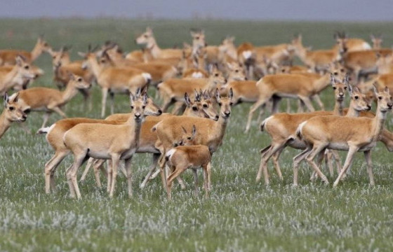 Узбекистан Улс Казахстан Улсаас 500 цагаан зээр авахаар хэлэлцэж байна