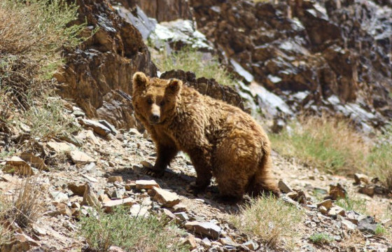Мазаалайн тархац нутаг 80 хувиар хумигджээ