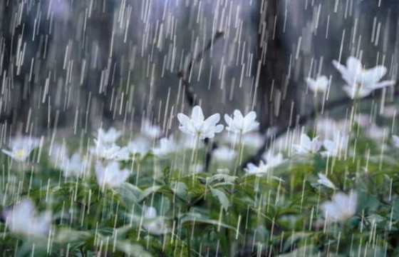 ӨЧИГДӨР ХАЛЗАН СУМАНД ХАМГИЙН ИХ БОРОО ОРЖЭЭ