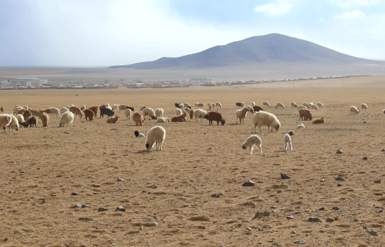 Нийт нутгийн 38 хувьд гантай болон гандуу байна