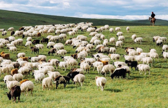 10 ЖИЛ МАЛ МАЛЛАСАН АЙЛЫН НЭГ ХҮҮХЭД ИХ СУРГУУЛЬД ҮНЭ ТӨЛБӨРГҮЙ СУРАХ БОЛОМЖТОЙ БОЛЛОО