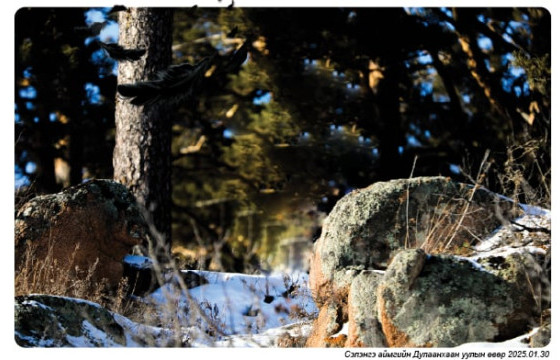 ХАГАЦАЛ БОЛГОНЫГ СӨРЖ, ҮҮРД ХАЙРЛАНА