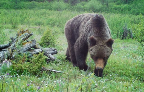 Баавгай суурин газарт үзэгдвэл дараах зөвлөмжийг хэрэгжүүлээрэй