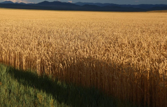 ҮР ТАРИАНЫ УРГАЦ ХУРААЛТ АНГИЛАН ХАДАЛТААР ЭХЭЛЛЭЭ