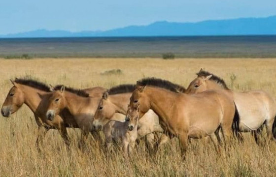 Шиньжяны тахийн тоо 900 гаруйд хүрчээ