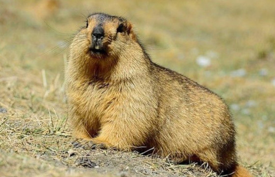Хөвсгөл аймгийн Цагаан-Уул суманд тарваган тахлын өвчлөл бүртгэгдэж, хөл хорио тогтоожээ